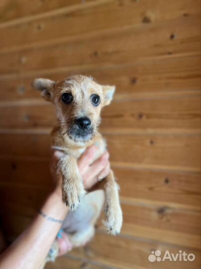 Собака в добрые руки щенок