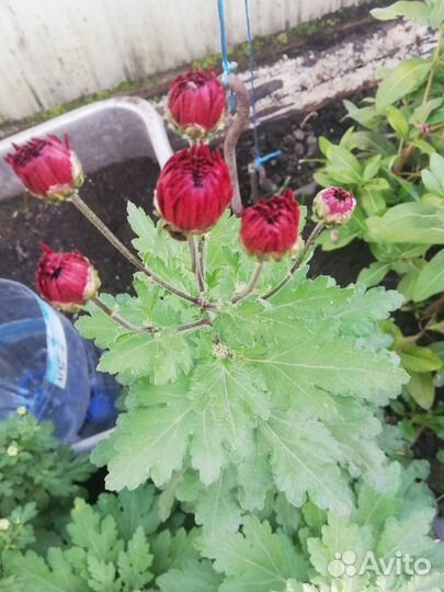 Хризантемы мультифлора, корейская в горшках