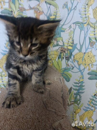 Котята мейн-куна