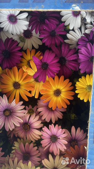 Садовые цветы оптом