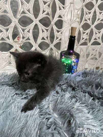Котенок в дар бесплатно
