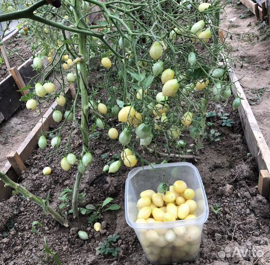 Рассада томатов « Сумасшедшие вишни Барри»