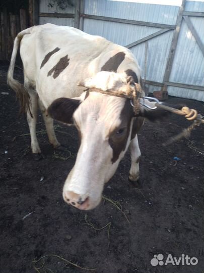 Корова дойная