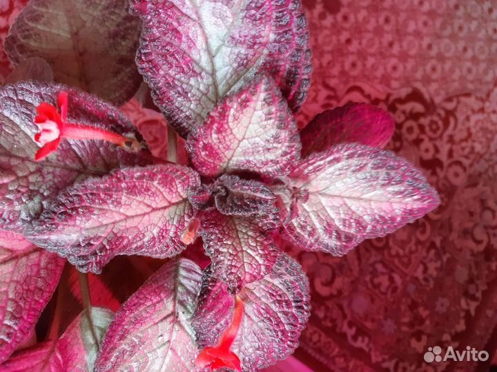 Эписсия,традесканция, королевская герань