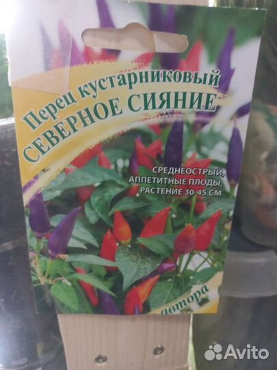 Острый комнатный перец