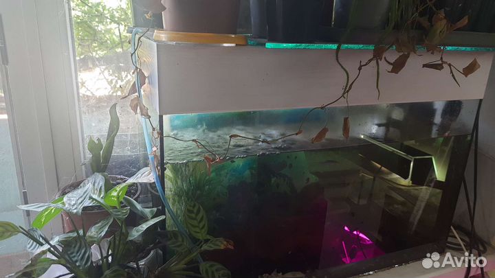 Аквариум