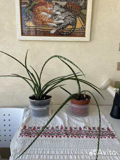 Сансивиерия фернвуд