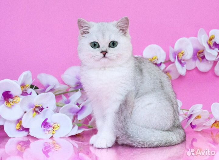 Британская голубая девочка Носитель циннамон