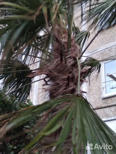 Семена пальмы Трахикарпус форчуна