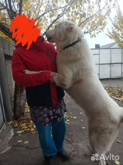 Собаки бесплатно