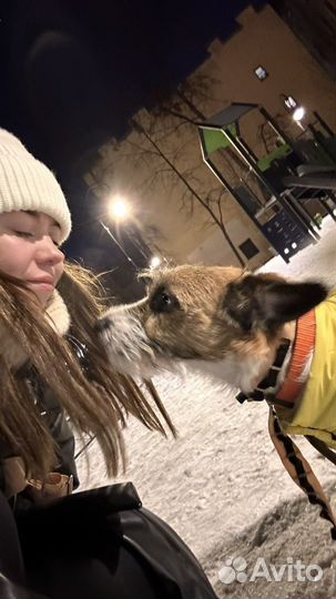 Передержка, догситтер, зооняня
