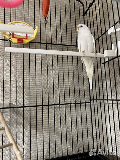 Попугай и клетка