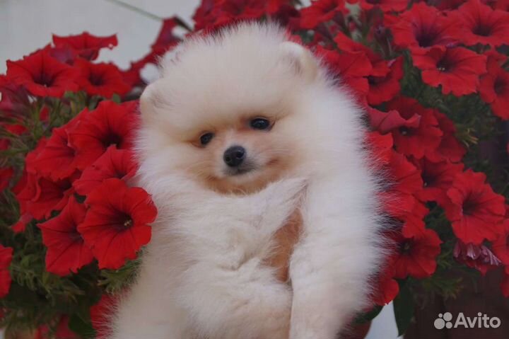 Померанский шпиц щенки большой выбор окрасов