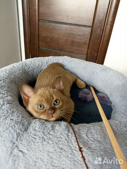 Бурманские котята
