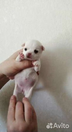 Девочки и мальчики чихуахуа