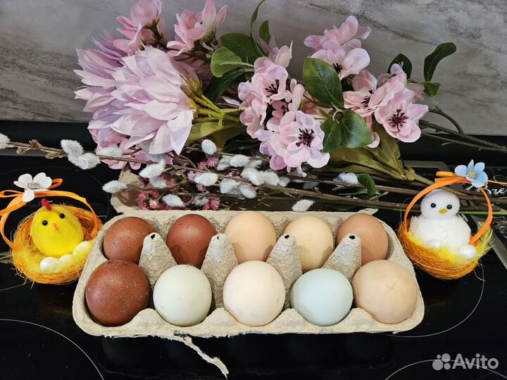 Куриные яйца для инкубации