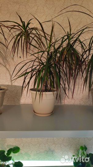 Домашние цветы