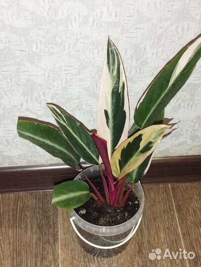 Строманта триколор