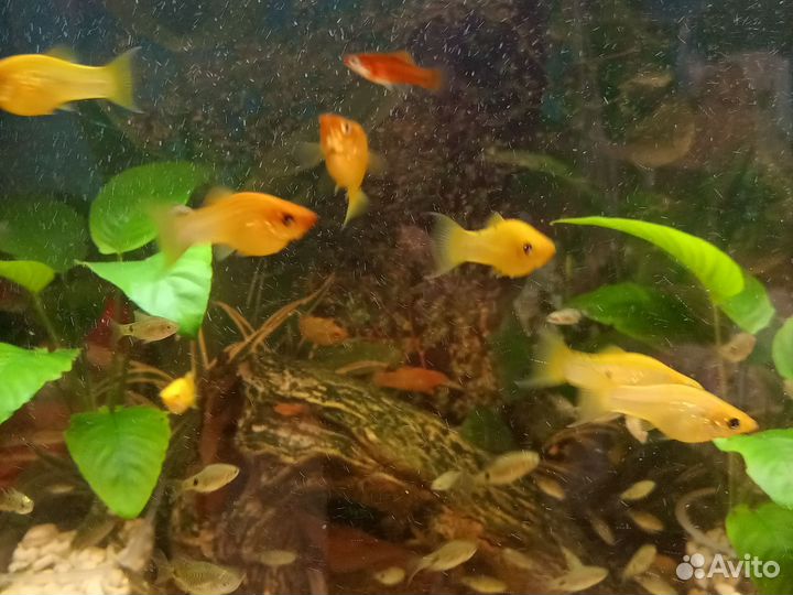 Аквариумные рыбы