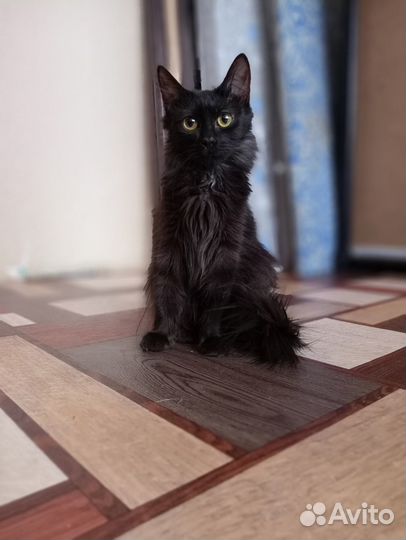 Черный котенок