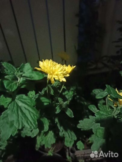 Хризантемы