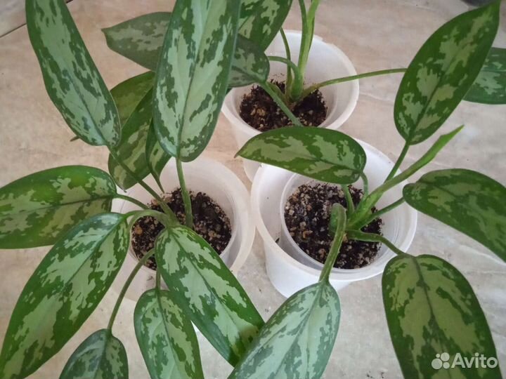 Комнатные растения