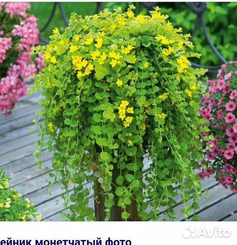 Вербейник монетчатый купить в Нижнем Тагиле | Товары для дома и дачи ...