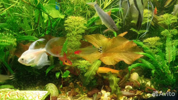 Аквариумные растения