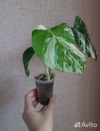 Монстера вариегатная/ монстера Альба