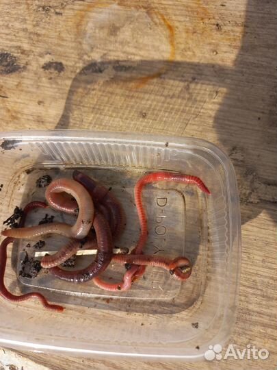 Реальные черви для рыбалки
