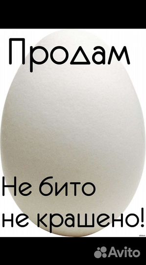 Яйцо куриное