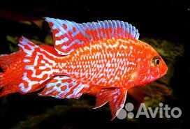 Аулонокара. Земляничка. Цихлиды