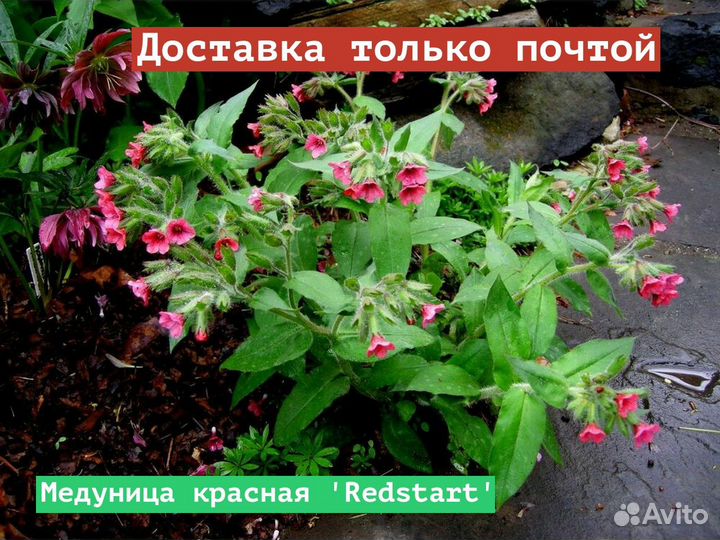 Медуница красная Redstart