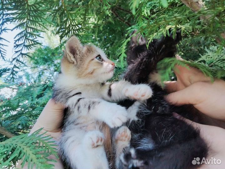 Милые котята от домашней кошки