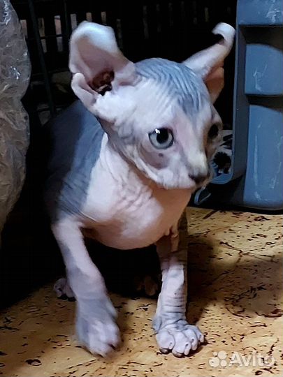 Эльф Игнасио котёнок