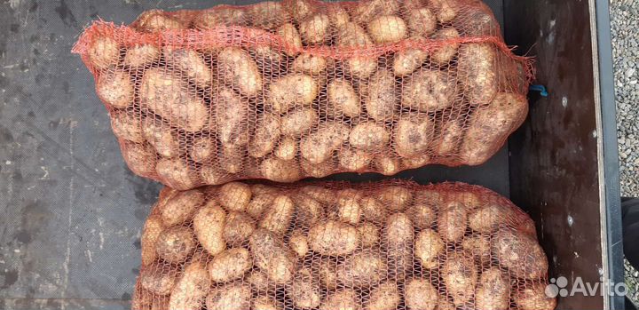 Продам картофель