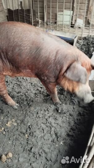 Хряк на племя