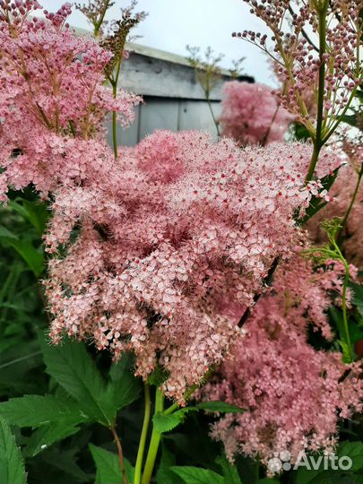 Таволга, Ирисы