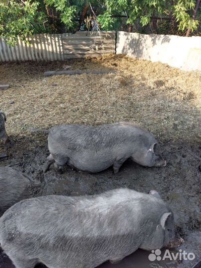 Поросята Свиноматки Кабан Свиньи