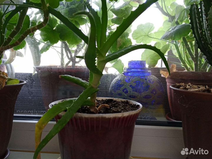 Комнатные цветы алоэ