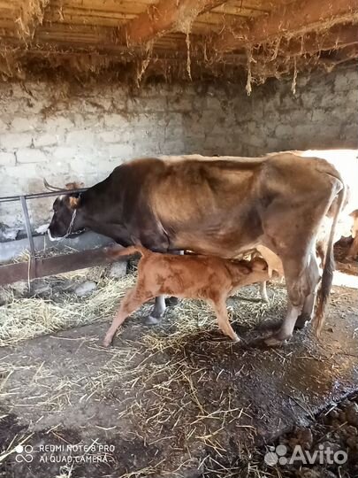 Корова с телочкой