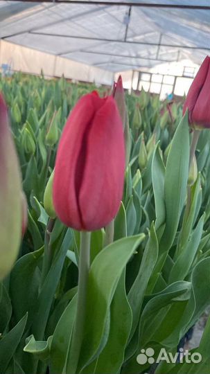 Букеты цветы тюльпаны