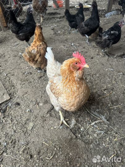 Куры 2 годовалые