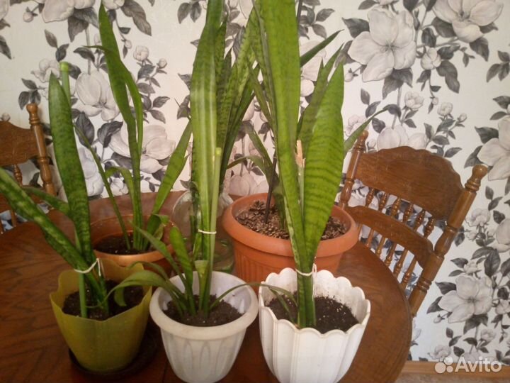 Сансевиерия