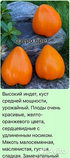 Рассада помидор