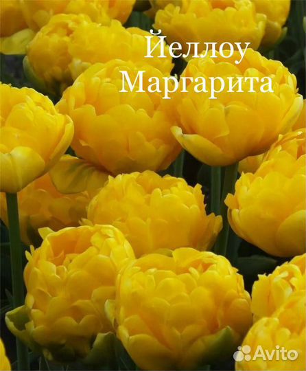 Махровый тюльпан