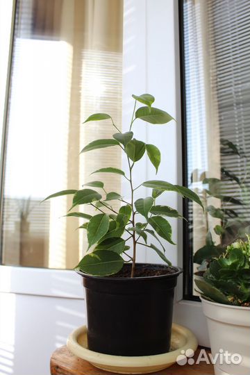 Фикус бенджамина Кинки