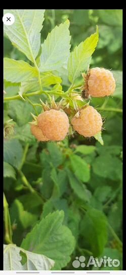 Саженцы желтой малины