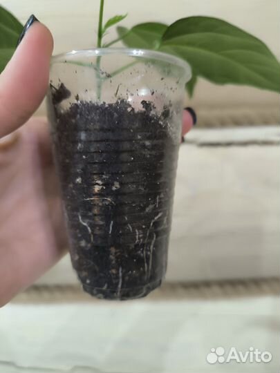 Гибискус красный