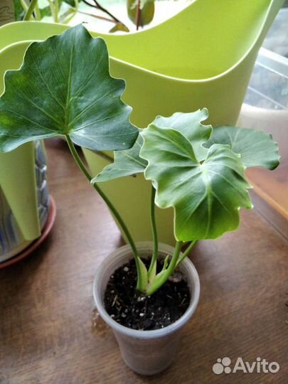 Филодендроны в ассортименте